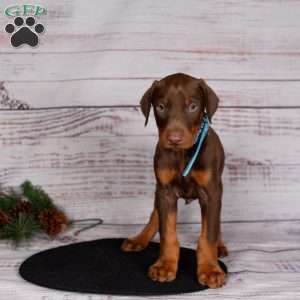 Jackson, Doberman Pinscher Puppy